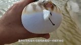 巨型石斑一口咬住河豚，眼看河豚被吞进去了，不料下一秒意外发生