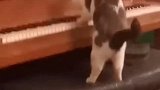 猫咪站在凳子上弹钢琴，猫都会弹钢琴了，你会吗？