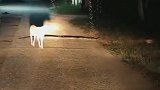 吓狗狗一跳，还好跑的慢！别说狗没看到了，我也没看到啊！