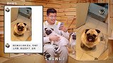 巴哥从小吐舌头是不是问题