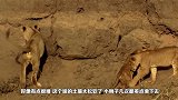 小狮子拖着瘫痪的后腿艰难前行，狮子同伴和母狮的做法让人暖心