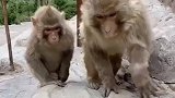 想吃啊你得学会用石头