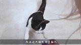 主人给猫咪买了只小仓鼠，一个小时过去，主人：你能把鼠还我吗？