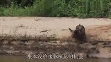 300斤豹子捕杀水豚，动作行云流水一气呵成，镜头拍下全过程