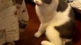 猫：快把空调打开，热死了！