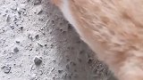 猫：肚子好饿，铲屎的快去给我拿小鱼干！