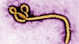 日本将引入埃博拉病毒：用于研究以加强检查体制