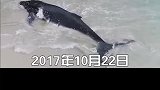 想象一下，解救一只座头鲸是什么体验