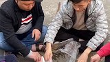 今天赢了一大包猪尾巴草