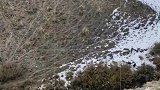 高原狼试图围捕流浪狗，但最后没有成功