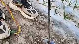 不管多么忙田间地头抖一抖