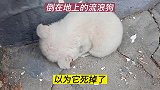 小奶狗被人遗弃，蜷缩在地面上等死，晚上害怕的嗷嗷直哭