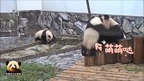 可爱的熊猫宝宝凑到妈妈跟前撒娇求关注，可惜妈妈只想当废熊