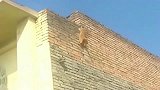 橘猫：让本猫咪告诉你什么才是真正的攀岩，连安全带都不用！