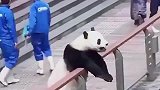 就问你，你还不是相信熊猫是饲养员扮的吗
