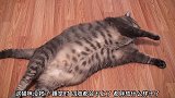 猫咪都胖成什么样了，睡觉时，四肢都合不到一起了