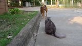 狗狗挑衅猫咪，猫咪一动不动的坐在那看狗狗表演