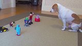 搞笑萌宠：汪星人和它的玩具一起玩的可开心了，小家伙真是萌萌哒
