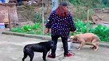 大妈教训狗子的搞笑操作，大黄说，为什么只打我！