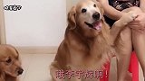 女主问金毛-谁是家里的老大，金毛立马从地上坐了起来，我老大