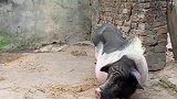寒冬小伙来到猪圈，莫名其妙的一段对话，网友：还能不能再搞笑！