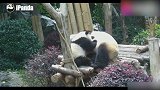 大熊猫珍喜：打嗝也要坚强的奶孩子，真是个模范妈妈呀