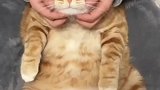 主人给肥猫按摩，没想到猫也知道享受