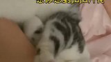 自从养了两只猫，我就是最多余的那一个，我太难了