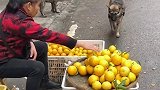 狗子每天路过大妈摊子，都要顺走一个橘子的搞笑操作！