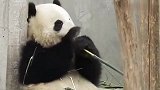 大熊猫靠在墙边专心吃竹子，网友：好像我们小时候吃甘蔗的样子