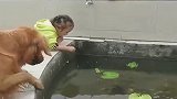 金毛这个跟屁虫，闺女让它干啥就干啥，老娘以前真是白疼它了