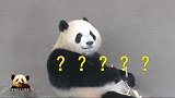 熊猫宝宝静止不动深思10秒钟，最终还是选择当个无忧无虑的吃货