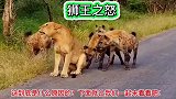 鬣狗群欺负母狮！让狮王恼羞成怒！带领狮群攻打鬣狗老巢。