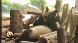 熊猫宝宝梦想和梦圆的熊生字典里，大写加粗的两个字是“调皮”