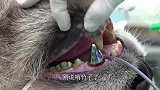 给仓鼠“拔牙”，小家伙见状瞬间求饶：好吃的都给你，求放过！