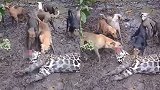 美洲豹遭7只狗围攻 奋力反击无果倒在血泊中