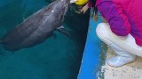 抖到蓬莱八仙过海 桃子姐姐 在陪小海豚玩耍