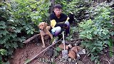 老宅传出哭声小伙去探险，金毛闻到土里有臭味，刨开后小伙吓坏了