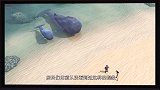 神奇的朋友：鲸鱼集体搁浅，是时候呼叫咖宝车神出动救援了！