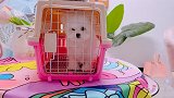 香港的飞耳比熊妹妹出发新家