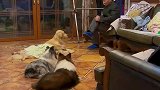狗子学爷爷翘二郎腿，和爷爷玩了一天