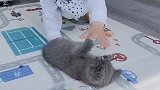 猫：熊孩子快到这上面来，地上冷！