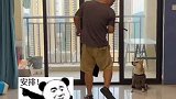 主人大声嫌弃狗狗，没想到狗狗居然听懂了