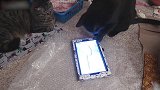 你这猫咪还真是天真呢，以为这样就抓住了吗太逗了吧！