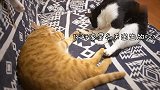 爆笑！橘猫的套路太深了，牛奶猫完全不是对手