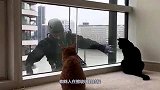 蜘蛛人擦玻璃时，碰上一户人家的猫咪，下一秒请憋住别笑