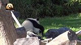 熊猫宝宝梦圆和梦想，在院子里追逐打闹，两个小家伙嗨到飞起