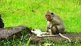 小猴子怎么啦？奄奄一息躺在地上，猴妈妈欲哭无泪！