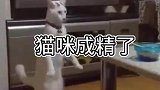 我家这猫到底怎么了