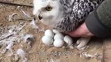 猫头鹰正在孵蛋，主人非要看一下，猫头鹰的反应亮了